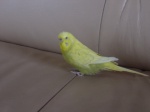 vogel_150 vogel_150